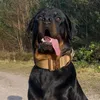 digbythedopeyrottweiler