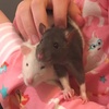 ratlover_24