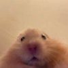lara.sub