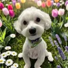 mac.maltese1