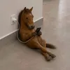 dogozr