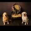 Daisy & Biscuit