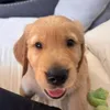 bennyboys.golden.life