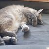 sleepyshyz