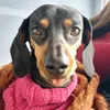 daschulupita