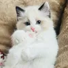 ragdolljuanito