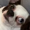 chikifingies