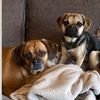 georgieandlouiepuggle