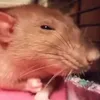 pat_the.rat