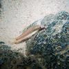 fish_in_nature_thailand