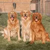 goldenretrievermom_