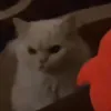 yassinehadri