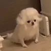 pikabeooo