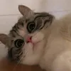 kekekakaa