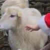 wtfhowdoishoot