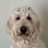 goldendoodle_elmo2022