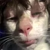 thatmalteseguy