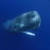 wailingwhales131