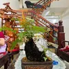 duongxistore