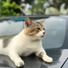 chonky.bob