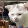 nkatvy_
