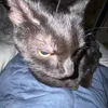 rafa.sgarbi