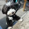 emma_the_havapoo