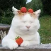strawberrycandy062