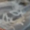 spagliaro