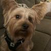 finley_the_yorkie