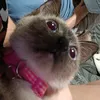 hilarieclaire