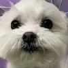 duboomom_m