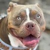 mika_thedogo