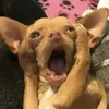 imbritney