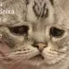miaeu_a