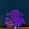 browncherry7