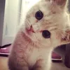 eellyk
