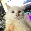 akoaysexy23