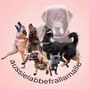 aussielabbefrallamalle