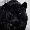abdoul434
