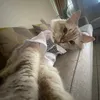 pawfectly._.cute