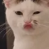 pam.mtn