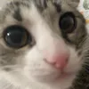 lucynaolpigolpi