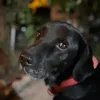 alaricdhuman