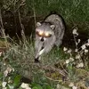 friend2raccoons