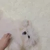 shrlnggs