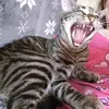 adinamanolache