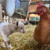 machiasminifarm