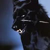 kitlxv