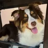 bageltheaussie